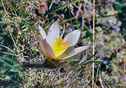 Pulsatilla alpina